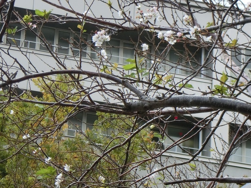 2018.10.6.　桜　狂い咲き