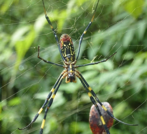 P1310387蜘蛛