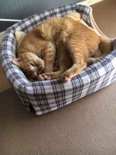 エンジュちゃん　お気に入りの猫ベッド