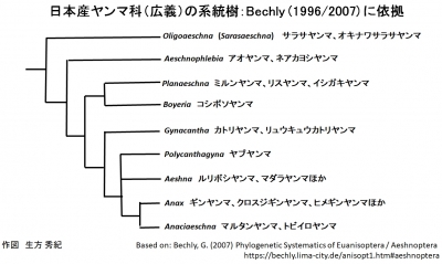 日本産ヤンマ科（広義）の系統樹：Bechly (1996/2007) に依拠