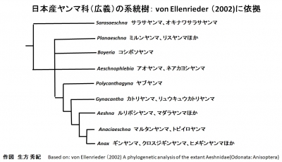 日本産ヤンマ科（広義）の系統樹： von Ellenrieder（2002)に依拠