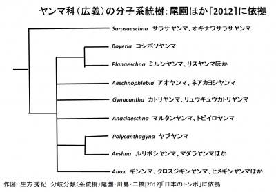 ヤンマ科（広義）の分子系統樹：尾園ほか［2012］に依拠