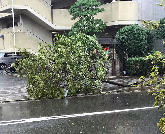 台風21号で街路樹倒れる