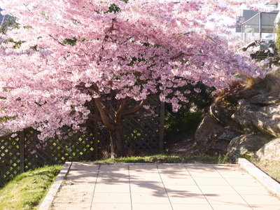 Sakura-garden