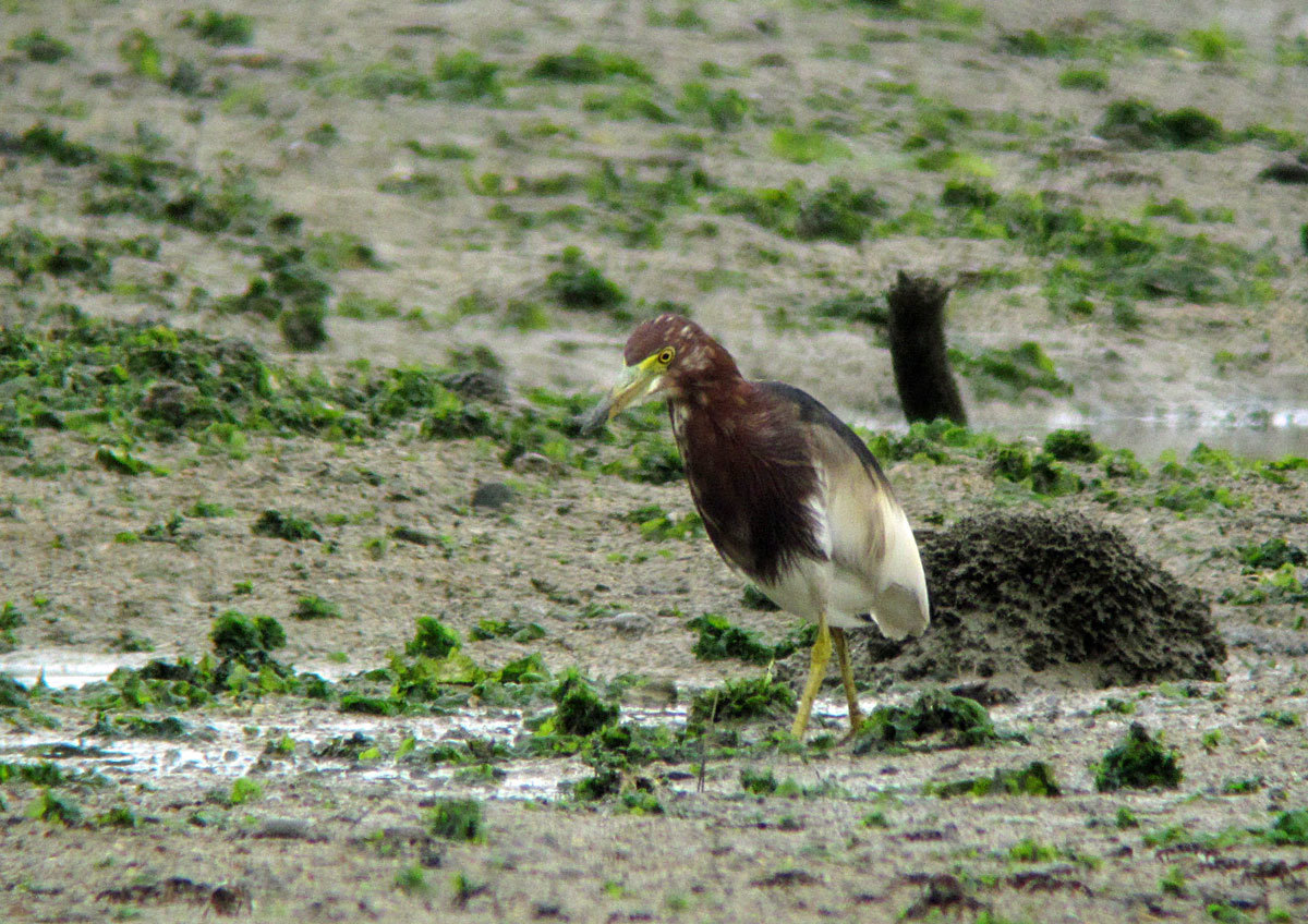 カイマナ　野鳥の写真