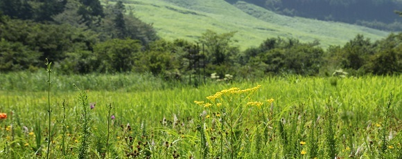 「箱根湿生花園」の湿原から望む仙石原のススキ