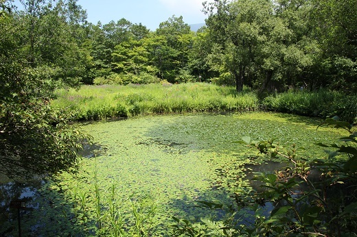 湿原の池