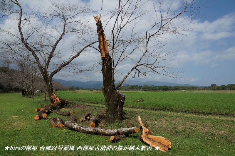hiroの部屋　台風24号暴風 西都原古墳群の桜が倒木被害