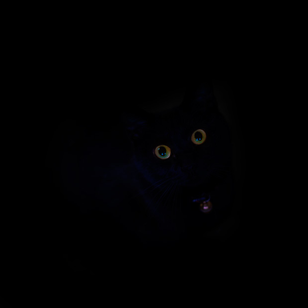 黒猫発光体