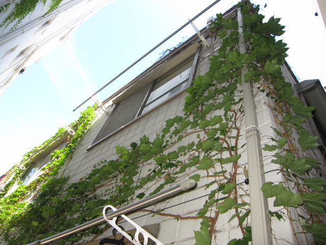 東京都杉並区　２階建てアパート共用部定期清掃＆草取り　ツタ撤去　作業前　３