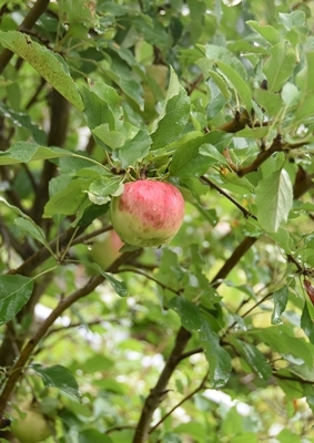 180816　リンゴ（紅玉）
