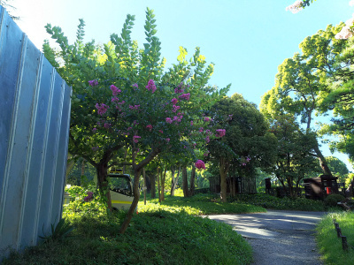 DSC_3602サルスベリの花の風景_400