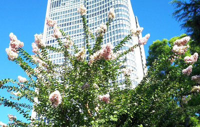 DSC_3606サルスベリの花：日比谷公園
