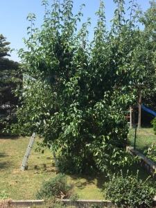 Nじちゃん宅のお庭で梨狩りを楽しみました