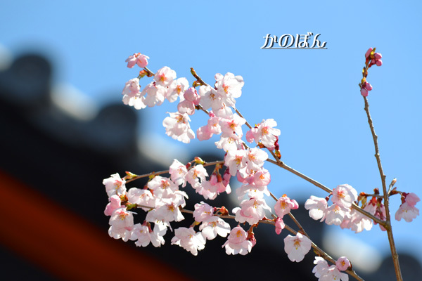 毘沙門桜