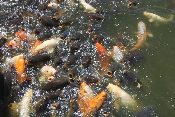 餌に集まる鯉