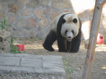中国・北京動物園パンダ館 - 旅レポート