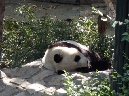 中国・北京動物園パンダ館 - 旅レポート