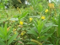 新潟県立植物園-草黄色-１