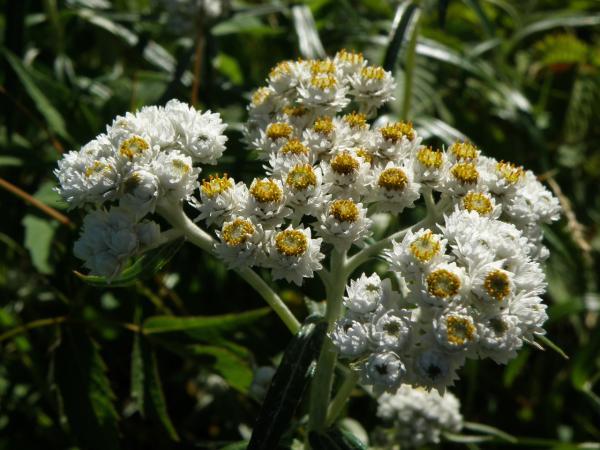 弥陀ヶ原で見た白い花