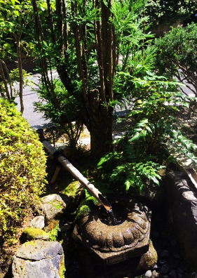 台杉がある和風店舗　台杉と手水鉢と庭石との景観