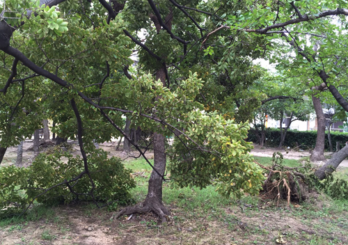 台風21号の爪あと公園の樹木